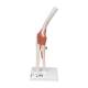 3B Scientific A83 Functional Elbow Joint Model