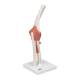 3B Scientific A83 Functional Elbow Joint Model