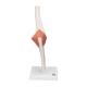 3B Scientific A83 Functional Elbow Joint Model