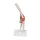 3B Scientific A83 Functional Elbow Joint Model