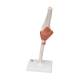 3B Scientific A83 Functional Elbow Joint Model