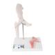 3B Scientific A84-1 Mini Hip Joint with Cross Section of Bone - 3B Smart Anatomy