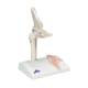 3B Scientific A84-1 Mini Hip Joint with Cross Section of Bone - 3B Smart Anatomy