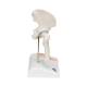 3B Scientific A84-1 Mini Hip Joint with Cross Section of Bone - 3B Smart Anatomy