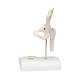 3B Scientific A84-1 Mini Hip Joint with Cross Section of Bone - 3B Smart Anatomy