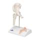3B Scientific A84-1 Mini Hip Joint with Cross Section of Bone - 3B Smart Anatomy
