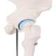 3B Scientific A84-1 Mini Hip Joint with Cross Section of Bone - 3B Smart Anatomy
