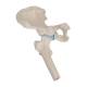 3B Scientific A84-1 Mini Hip Joint with Cross Section of Bone - 3B Smart Anatomy