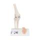 3B Scientific A85-1 Mini Knee Joint with Cross Section of Bone - On Base - 3B Smart Anatomy