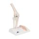 3B Scientific A85-1 Mini Knee Joint with Cross Section of Bone - On Base - 3B Smart Anatomy