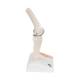 3B Scientific A85-1 Mini Knee Joint with Cross Section of Bone - On Base - 3B Smart Anatomy