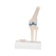 3B Scientific A85-1 Mini Knee Joint with Cross Section of Bone - On Base - 3B Smart Anatomy
