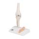 3B Scientific A85-1 Mini Knee Joint with Cross Section of Bone - On Base - 3B Smart Anatomy