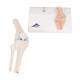 3B Scientific A85-1 Mini Knee Joint with Cross Section of Bone - On Base - 3B Smart Anatomy
