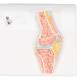 3B Scientific A85-1 Mini Knee Joint with Cross Section of Bone - On Base - 3B Smart Anatomy