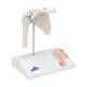 3B Scientific A86-1 Mini Shoulder Joint with Cross Section of Bone - On Base - 3B Smart Anatomy