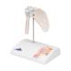 3B Scientific A86-1 Mini Shoulder Joint with Cross Section of Bone - On Base - 3B Smart Anatomy