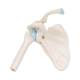 3B Scientific A86-1 Mini Shoulder Joint with Cross Section of Bone - On Base - 3B Smart Anatomy
