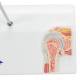 3B Scientific A86-1 Mini Shoulder Joint with Cross Section of Bone - On Base - 3B Smart Anatomy