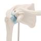 3B Scientific A86-1 Mini Shoulder Joint with Cross Section of Bone - On Base - 3B Smart Anatomy