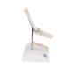 3B ScientificA87-1 Mini Elbow Joint with Cross Section of Bone - On Base