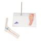 3B ScientificA87-1 Mini Elbow Joint with Cross Section of Bone - On Base