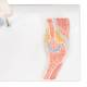 3B ScientificA87-1 Mini Elbow Joint with Cross Section of Bone - On Base