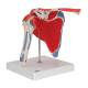 3B Scientific A880 Shoulder Joint with Rotator Cuff 5-Part - 3B Smart Anatomy