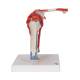 3B Scientific A880 Shoulder Joint with Rotator Cuff 5-Part - 3B Smart Anatomy