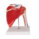 3B Scientific A880 Shoulder Joint with Rotator Cuff 5-Part - 3B Smart Anatomy
