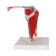 3B Scientific A880 Shoulder Joint with Rotator Cuff 5-Part - 3B Smart Anatomy