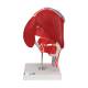 3B Scientific A881 Hip Joint with Removable Muscles 7-Part - 3B Smart Anatomy