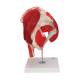 3B Scientific A881 Hip Joint with Removable Muscles 7-Part - 3B Smart Anatomy