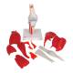 3B Scientific A882 Knee Joint with Removable Muscles 12-Part - 3B Smart Anatomy