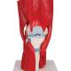 3B Scientific A882 Knee Joint with Removable Muscles 12-Part - 3B Smart Anatomy