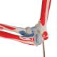 3B Scientific A883 Elbow Joint with Removable Muscles 8-Part