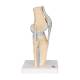 3B Scientific A89 Sectional Knee Joint Model 3-Part - 3B Smart Anatomy