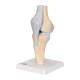 3B Scientific A89 Sectional Knee Joint Model 3-Part - 3B Smart Anatomy