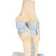 3B Scientific A89 Sectional Knee Joint Model 3-Part - 3B Smart Anatomy