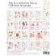 The Illustrated Atlas of Human Anatomy