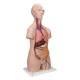 3B Scientific B09 Classic Unisex Torso with Head Model 12-Part - 3B Smart Anatomy