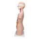 3B Scientific B09 Classic Unisex Torso with Head Model 12-Part - 3B Smart Anatomy