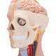 3B Scientific B09 Classic Unisex Torso with Head Model 12-Part - 3B Smart Anatomy
