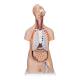 3B Scientific B11 Classic Unisex Torso with Head Model 16-Part - 3B Smart Anatomy