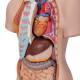 3B Scientific B11 Classic Unisex Torso with Head Model 16-Part - 3B Smart Anatomy