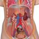 3B Scientific B11 Classic Unisex Torso with Head Model 16-Part - 3B Smart Anatomy