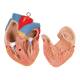 3B Scientific B11 Classic Unisex Torso with Head Model 16-Part - 3B Smart Anatomy