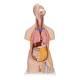 3B Scientific B13 Classic Unisex Torso with Head Model 14-Part - 3B Smart Anatomy