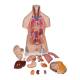 3B Scientific B13 Classic Unisex Torso with Head Model 14-Part - 3B Smart Anatomy