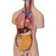 3B Scientific B13 Classic Unisex Torso with Head Model 14-Part - 3B Smart Anatomy